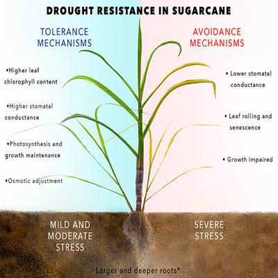 Frontiers  Sugarcane Water Stress Tolerance Mechanisms and Its Implications on Developing 